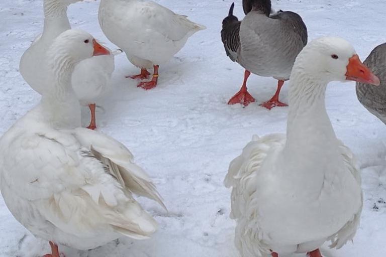 Agrandir l'image 3 sur 8, fenêtre modale