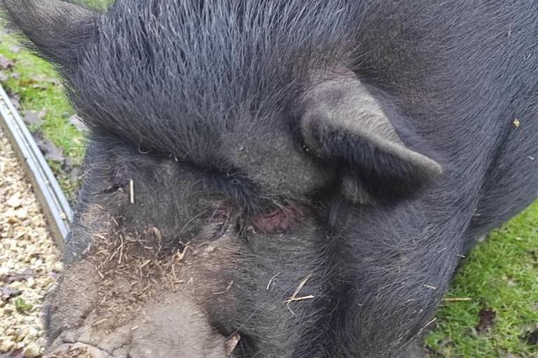 Agrandir l'image 5 sur 8, fenêtre modale