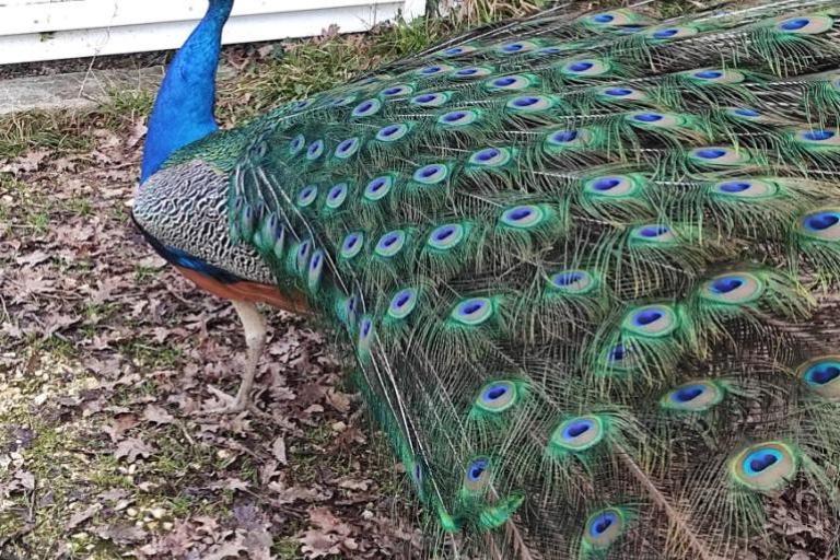 Agrandir l'image 6 sur 8, fenêtre modale