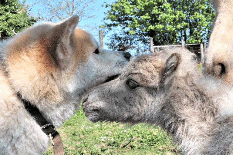 Agrandir l'image 2 sur 2, fenêtre modale